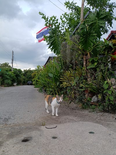A tri-colored cat with white, orange, and grey markings stands on an asphalt road in Ban Patan, Thailand. The cat wears a light blue collar. In the background, a pickup truck is parked on the road. Dense green vegetation lines the right side of the road, and houses are visible behind the foliage. A Thai flag flies from a pole amidst the trees. The sky is overcast with grey clouds. The road has two circular drainage covers and a curved piece of metal lying on its surface.