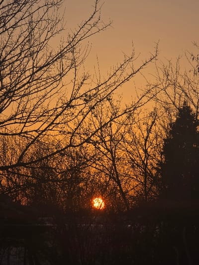 This image captures a sunrise or sunset in Staliyska mahala, Bulgaria. The sun, a bright, orange-yellow sphere, is positioned in the lower-center of the frame, partially obscured by a dense arrangement of dark, silhouetted bare tree branches and smaller shrubs. The upper sky displays a clear gradient of orange and yellow tones. The foreground consists of dark, indistinct vegetation, further silhouetting the scene. No individuals, animals, or distinct man-made structures are discernible.