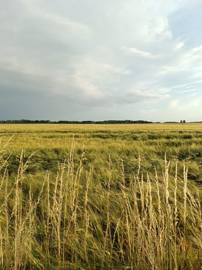 A wide shot captures a golden wheat field under a partially cloudy sky. In the foreground, dry, tall wheat stalks stand out against the rippling green and gold of the field. The field stretches to the horizon, where a dark band of clouds looms on the left, contrasting with the brighter, lighter clouds and blue sky on the right. A line of trees borders the far edge of the field. The lighting suggests it is late afternoon or early evening, with the sun casting a warm glow on the wheat. The wind is gently blowing, causing the stalks to sway. No people or man-made objects are prominently visible, aside from a distant line of what appear to be agricultural irrigation equipment, and possibly a few wind turbines in the far distance on the right. The scene evokes a sense of natural beauty and tranquility.