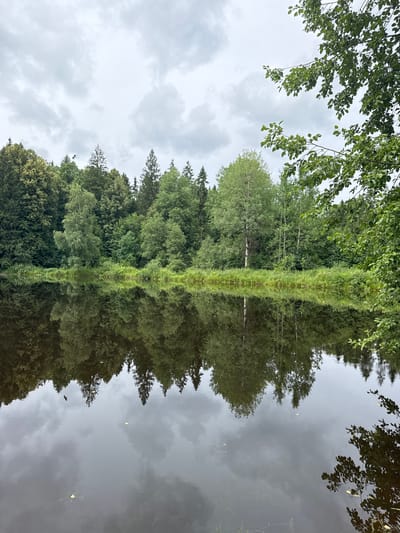 A calm, overcast day is depicted in this image of a lake in Podolino, Russia. The lake's surface is still, reflecting the dense, green forest that borders its edge. The trees are a mix of deciduous and coniferous, with a tall birch tree standing out amongst the evergreens. The sky is a muted gray, with soft clouds creating a diffused light. The reflection of the trees and sky on the water creates a mirror image, doubling the natural beauty of the scene. The overall impression is one of tranquility and natural serenity.