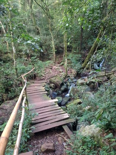 The image depicts a forest scene, likely in a natural area near Villarrica, Paraguay. A small, rustic wooden bridge with bamboo railings crosses a rocky stream. The bridge appears weathered and partially broken. Lush green vegetation covers the surrounding terrain, including trees, bushes, and ground cover. The streambed is filled with rocks and some small waterfalls. The overall environment is dense and shaded.