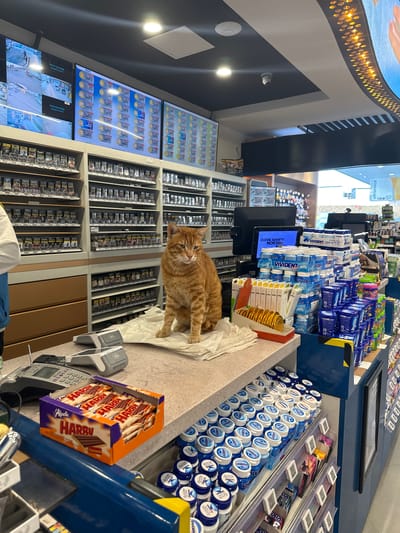 A medium, eye-level shot shows the interior of a store, likely a convenience store or market, somewhere in Gaziosmanpaşa, Turkey, based on the signs. The lighting appears to be bright and artificial. In the foreground, a payment terminal and a box of "Alpella Harry" candy are visible. A ginger cat is centered in the shot, sitting on some white paper on the counter. The counter holds stacks of chewing gum, various packages of cigarettes, and breath fresheners. Behind the counter, there is a large display of cigarettes and screens displaying prices of the cigarettes. The overall atmosphere is one of a typical store environment.