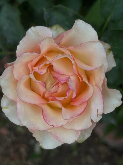 This media file is a close-up, overhead shot of a single, blooming rose. The rose is predominantly a creamy white with soft peachy undertones, and its petals are edged with a delicate rosy-pink hue. The petals are layered and ruffled, creating a complex and full bloom with intricate folds. Some petals appear slightly darker towards the center, hinting at the developing bud. The background is softly blurred, consisting of dark green foliage and hints of darker, earthy tones, suggesting an outdoor garden setting. The lighting appears diffused, indicating it might be overcast or the photograph was taken in shade, preventing harsh shadows. There is no visible text in the image. The scene evokes a sense of natural beauty and tranquility. The location context provided is Zniatsovo, Ukraine.