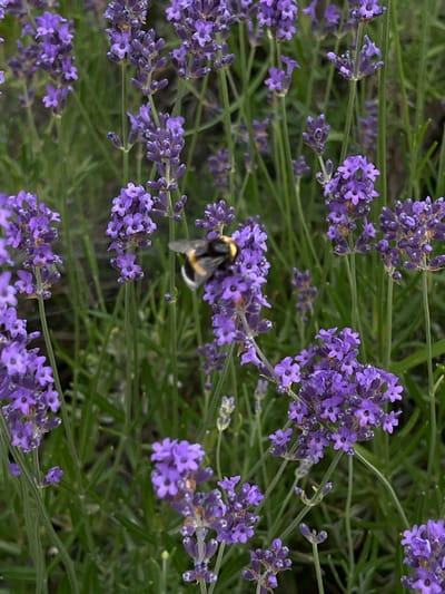 A bumblebee is positioned on a lavender flower in Borowa, Poland. The bumblebee, with its distinctive black and yellow stripes, is actively engaged with the purple petals of the lavender. The surrounding environment is lush with green foliage and numerous lavender blooms, suggesting a garden or natural setting. The lighting indicates it is daytime, likely outdoors, with a soft focus effect on the background elements.