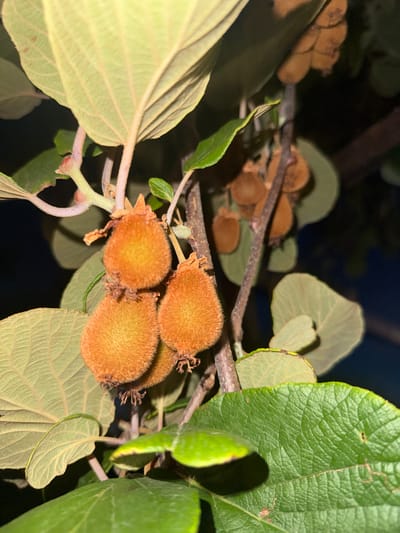 The image depicts a close-up of a kiwi vine branch in Svinjišta, Montenegro, with several ripe kiwis hanging from it. The kiwis are oval-shaped and covered in a fuzzy brown skin. They are clustered together on the vine, with some larger leaves also visible. The background is dark, suggesting it might be evening or nighttime. There are no people or animals visible in the image. The focus is on the fruit and foliage of the kiwi plant.