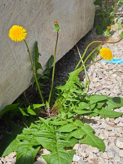 The image shows a close-up view of dandelions growing near a light-colored wooden structure in Береговой сельский совет, Ukraine. The dandelions are in various stages of bloom, with two fully open yellow flowers and several seed heads. The plants have deeply lobed green leaves and slender stems. The ground is covered with small, light-colored gravel. The wooden structure appears to be a fence or a building component. Sunlight casts shadows on the leaves and gravel. The overall scene is naturalistic, depicting a common weed growing in an outdoor environment.