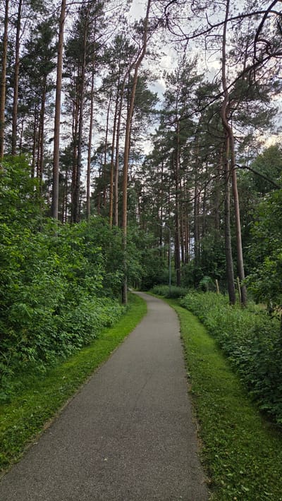 This is a landscape photograph of a paved path winding through a forest in Cekule, Latvia. The path is bordered by lush green grass and dense foliage on one side, and tall, slender pine trees with light brown trunks on the other. The trees are densely packed, creating a shaded, verdant environment. Sunlight filters through the canopy, illuminating parts of the path and the undergrowth. The sky is partly cloudy, suggesting it might be late afternoon or a slightly overcast day. There is a single lamppost visible in the distance, indicating the path may be used for evening strolls. The overall mood of the image is tranquil and natural, evoking a sense of peace and seclusion. No people or text are visible in the image.