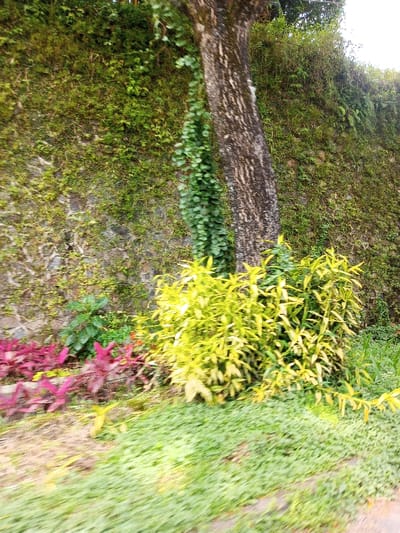 This image captures a section of a natural, vegetated environment within Palasari, Indonesia. A substantial stone wall, heavily covered with diverse green mosses, ferns, and small plants, dominates the background and upper midground. A tree trunk with dark, textured bark stands vertically, partially obscured by a thick vine with dark green leaves that tightly ascends its left side. At the base of the tree and extending to the right, a dense shrub characterized by bright yellow-green, elongated leaves is prominent. To the left foreground, several plants displaying dark red-purple foliage are visible. The immediate foreground consists of an area of short, light green ground cover or grass. No human or animal subjects are present. The scene is illuminated by natural daylight.
