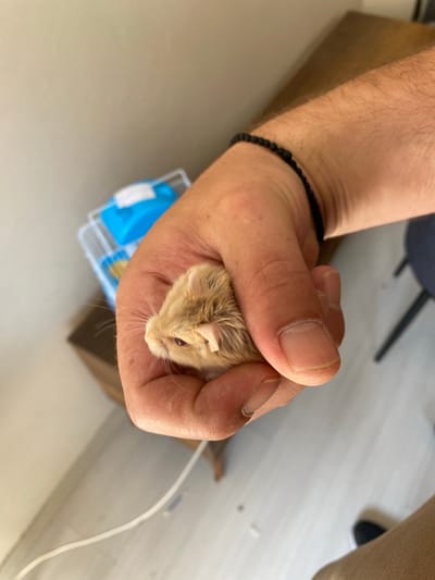 A close-up shot shows a small, light brown and beige hamster being held in a person's cupped hand. The hamster's head is visible, with its dark eye and small ear clearly discernible. The hand, with visible skin texture and fingernails, gently encloses the rodent. A black beaded bracelet is worn on the wrist. In the blurred background, a white and blue plastic pet carrier sits on a wooden surface. The environment appears to be indoors, with a light-colored wall and floor. There are no discernible landmarks or features to indicate a specific location within Bayrampaşa, Turkey.