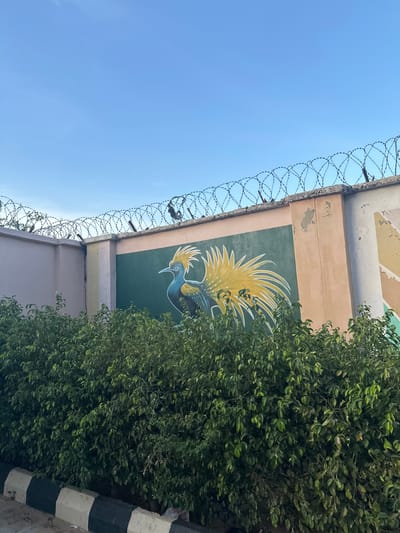 The image shows a section of a wall in Batagarawa, Nigeria, adorned with a mural of a bird with yellow plumage. The wall is topped with barbed wire, suggesting a security perimeter. In front of the wall, a dense row of green foliage obscures the lower portion of the structure. The sky above is clear and blue. The wall itself appears to be constructed from concrete blocks, with some sections painted in light peach and beige, and another section a dark green, serving as the backdrop for the bird mural. The barbed wire coils are taut, stretched between metal posts. A crack is visible on the wall near a beige-colored pillar. The foreground is dominated by the thick green bushes, with a segment of a black and white striped curb visible at the very bottom edge of the frame, indicating a street or pathway. No people are visible in the image.