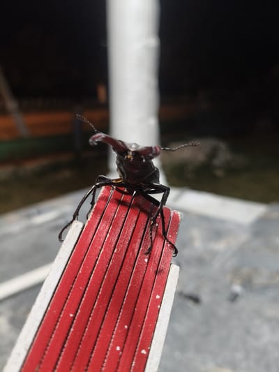 A close-up, eye-level shot focuses on a large, dark-colored beetle with prominent mandibles perched on a red and white striped object, possibly a folded ruler. The beetle's body is dark brown or black, and its mandibles are curved and extend outwards. Its legs are visible, gripping the surface. The background is blurred, suggesting a shallow depth of field. It appears to be nighttime or late evening, with a dark, indistinct background that hints at an outdoor setting. The overall impression is that of a macro photograph, highlighting the intricate details of the insect. The image is taken in Grinăuți, Moldova.
