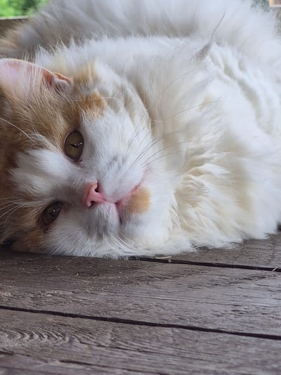 A fluffy cat with white and orange fur is lying on its side on a wooden surface. The cat's head is turned towards the camera, and its eyes are open and looking directly at the viewer. The cat's nose is pink, and its mouth is slightly open. The wooden surface appears to be weathered and has a grainy texture. The background is blurred, but appears to be greenery. There is no indication of the location being in Sooblase, Estonia or any other specific city.