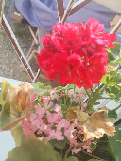 A cluster of vibrant red flowers, possibly geraniums, dominates the foreground of this image, set against a backdrop of softer pink blooms and the muted green of leaves. Some of the leaves appear dry and brown, indicating potential aging or stress. In the background, a piece of light purple fabric is draped over what appears to be a wooden structure, possibly part of a balcony or outdoor furniture. White and brown bars, possibly from a railing or fence, are also visible. The overall setting suggests an outdoor urban environment, and the presence of a potted plant hints at a balcony or windowsill. The image lacks any human presence or discernible activity. There is no information in the image to indicate the specific location in Mady, Kyrgyzstan.