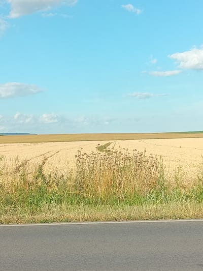 The image depicts a rural landscape on a clear day, likely in the vicinity of Okop, Bulgaria, given the context. The foreground is dominated by a paved road running horizontally across the bottom of the frame. Adjacent to the road, on the left and extending into the middle ground, is a strip of dry, yellowish-brown grass interspersed with patches of green. Beyond this, a vast field of golden-yellow crops, possibly wheat or barley, stretches towards the horizon. Tire tracks are visible in the crop field, suggesting agricultural activity. In the far distance, a treeline or gentle hills form a soft, dark horizon against the sky. The sky itself is a bright, pale blue, dotted with a few wispy white clouds. The overall impression is one of a dry, agricultural landscape under a bright, sunny sky. There are no people or animals visible in the image.