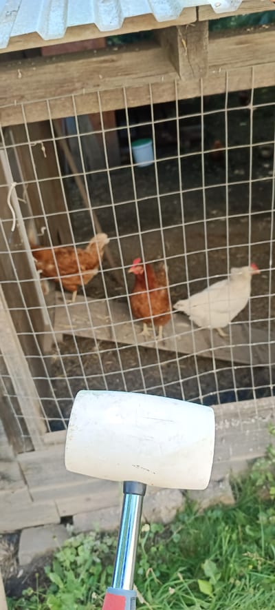 The image shows a close-up of a rubber mallet held in the foreground, obscuring the bottom half of the frame. In the background, a chicken coop made of wood and wire mesh is visible. Inside the coop, three chickens are present: one light-colored chicken on the right, and two brown chickens to the left and center. A white bucket with a green lid is also visible inside the coop. The coop appears to be outdoors, with grass and vegetation in the foreground. The overall scene suggests a rural or domestic setting. The specific location of Lejšovka, Czechia, is not visually discernible from the image itself.
