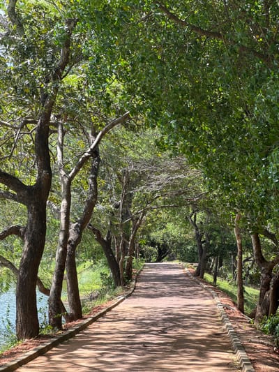 The image depicts a path in Polonnaruwa, Sri Lanka, lined with trees that form a canopy overhead. The path is constructed of cement and is bordered by a raised edge. Shadows from the trees create a striped pattern on the path's surface. The trees are lush and green, and some of their branches extend over the edge of the path. In the background, a glimpse of water is visible through the trees.