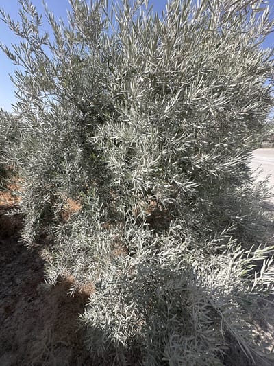 This is a close-up, eye-level, outdoor photograph of a dense olive tree with silvery-green leaves. The tree is situated in La Rambla, Spain. The foliage is so thick it obscures most of the trunk and branches, creating a textured wall of leaves. Some small, green olives are visible nestled within the leaves. The ground beneath the tree is composed of dry, sandy soil with some scattered rocks and dry vegetation. The background shows a clear blue sky above and a hint of a dirt road or gravel path to the right. The lighting suggests a sunny day, casting sharp shadows. There are no people or animals visible in the frame.