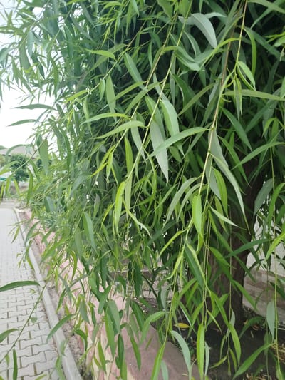 A close-up, eye-level shot captures the cascading branches of a willow tree, its long, slender, green leaves filling the frame. The leaves are a vibrant green, with some appearing lighter in color, possibly due to lighting or their natural variation. The branches hang downwards, creating a curtain-like effect.
In the background, to the left, a paved walkway made of interlocking bricks is visible, bordered by a low, textured wall. Beyond the wall, hints of buildings and foliage suggest an outdoor urban or suburban setting, consistent with a location in Ceadîr-Lunga, Moldova. The trunk of the willow tree is partially visible on the right side of the image, its bark rough and dark. The overall impression is one of natural beauty within a developed area.