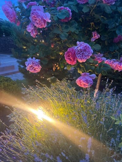 A close-up, high-angle, vertical shot captures a lush garden at dusk. The foreground is dominated by a dense planting of lavender, its delicate purple blooms creating a hazy texture. A bright, warm light source, possibly a spotlight or floodlight, illuminates the lavender from the left, casting a strong beam that cuts diagonally across the frame. Behind the lavender, a large rose bush overflows with numerous pink roses, some in full bloom and others as buds. Small, warm-toned lights are interspersed within the rose bush, suggesting decorative string lights. The background is softly blurred, revealing hints of evergreen bushes, a stone pathway, and a set of concrete steps, suggesting an outdoor residential setting, possibly a backyard or patio area. The sky above is a deep twilight blue, indicating the transition from day to night. The overall impression is one of a beautifully lit garden scene, creating a tranquil and romantic atmosphere. There are no people or animals visible in the image. The location in Dzerzhinskoye, Moldova, cannot be determined from the image alone.