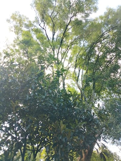 The scene depicts an upward view into a multi-layered tree canopy within the city of Ngecha Tigoni ward, Kenya. In the lower and mid-frame, dense, dark green, ovate foliage forms a prominent layer. Above and behind this, multiple tree trunks with pale, textured bark rise, supporting branches with lighter green, finer leaves. The bright, diffuse white sky is visible through natural clearings in the canopy, indicating an overhead light source. No human figures, animals, or man-made structures are observed.