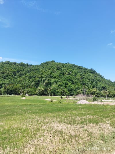 In the city of Tuek Chhou, Cambodia, a serene landscape unfolds under a clear blue sky. The foreground is dominated by a lush green rice paddy, its young shoots stretching towards the horizon. In the mid-ground, a gentle slope rises, covered in dense, verdant foliage that cascades down from a prominent hill. Scattered among the trees are a few structures, their presence subtle against the natural backdrop. A dirt path winds its way through the scene, adding a touch of human presence to this tranquil rural setting. The image is dated 17.06.2026 13:18, suggesting a bright, sunny afternoon.