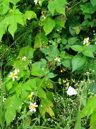 The image shows a close-up view of lush green foliage and small white flowers with yellow centers, characteristic of a natural or garden setting. A white butterfly is perched on one of the stems amidst the flowers. The vegetation appears dense, with various shades of green leaves and thin stems. The lighting suggests an outdoor environment, possibly during the day. The scene is devoid of any human presence or man-made structures, indicating a natural outdoor environment. The image captures a moment of nature's tranquility.