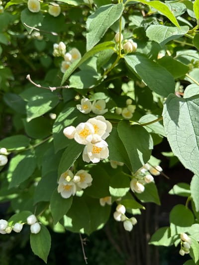 The image shows a close-up of a flowering jasmine bush with white blossoms and green leaves. The flowers are delicate with yellow stamens. Some of the flowers are fully open, while others are still in bud. The leaves are ovate and have a slight sheen. The background is a blur of green foliage and dark shadows, suggesting an outdoor setting. There are no people visible in the image. The scene is likely located in a garden or park in Кузнецово, Russia, given the typical vegetation and natural lighting conditions.