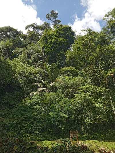 This image depicts a dense, lush tropical forest environment in Hinabangan, Philippines, under a blue sky with scattered white cumulus clouds. The scene is dominated by various shades of green foliage, encompassing multiple layers of vegetation. In the foreground, low-lying plants and ground cover are visible, with some small blue flowering plants and reddish-leafed plants present. Positioned in the lower right portion of the frame is a rudimentary wooden sign composed of two horizontal planks affixed to a vertical stake. The upper plank displays partially legible text, possibly "CERUN" or "CERUR", while the lower plank clearly reads "CIBOGO". Behind the foreground, a dense array of trees, including broadleaf species, large ferns, and palm-like plants, extends upwards, forming a thick, multi-tiered canopy that fills the majority of the image. The lighting suggests full daytime conditions. No individuals or additional man-made objects are present.