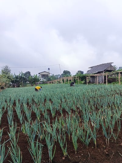 An agricultural scene in Clacuc, Timor-Leste, depicts a large field of green, young scallion-like plants cultivated in parallel rows on dark brown soil. Two individuals are present within the field, both bent over. One individual, wearing a yellow shirt and blue pants, is visible in the left midground. Another individual, dressed in dark clothing, is positioned further back in the right midground. Behind the cultivated field, a long trellis structure constructed from light-colored wooden poles and horizontal crossbeams extends across the landscape. In the far background, on the left, a multi-story building with a light facade and dark roof is topped by a blue water tank. To the right, a rustic, single-story structure with a steeply sloped dark roof and light-colored natural material walls stands. Dense green vegetation, including banana plants, surrounds the background buildings. The sky is uniformly overcast with light grey clouds.