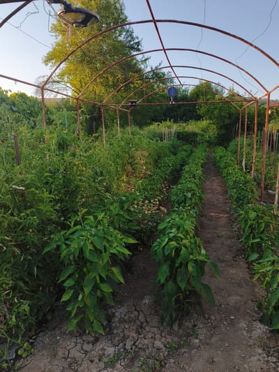 The image depicts a garden within the city of Slatina, Bulgaria. The scene is dominated by rows of healthy green plants, primarily peppers, growing under a rustic metal arched structure that appears to be a greenhouse frame. A dirt path runs between the two main rows of pepper plants. To the left, a dense cluster of tomato plants is visible, with some small green tomatoes apparent. Overhead, two solar-powered lights are affixed to the frame. The background consists of more greenery, including trees and shrubs, under a clear blue sky. The ground is a mixture of dark soil, with some areas exhibiting dried, cracked earth, indicating a need for watering. The overall impression is that of a well-tended, productive vegetable garden.