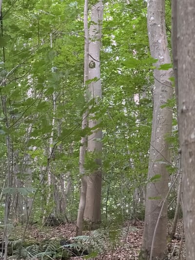 The image depicts a forest scene in Esrum, Denmark, characterized by a dense canopy of green leaves overhead and several tall, slender trees with light-colored bark dominating the foreground. The forest floor is covered in fallen leaves, twigs, and ferns, indicating a natural, unmanicured environment. In the mid-ground, the trees are closely packed, creating a sense of depth. One of the trees, slightly to the left of center, has a circular marking on its trunk that appears to be a carved face or emblem. The overall lighting suggests an overcast day, with diffused light filtering through the foliage. There are no people or animals visible in the scene.