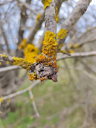 A close-up photograph shows a tree branch covered in yellow and orange lichen. The branch is bare and appears to be dead, with some bark peeling. The background is blurred, but shows a green area with other branches in the distance. The scene is likely outdoors, during the daytime. The location is reported as Etoka, Russia.
