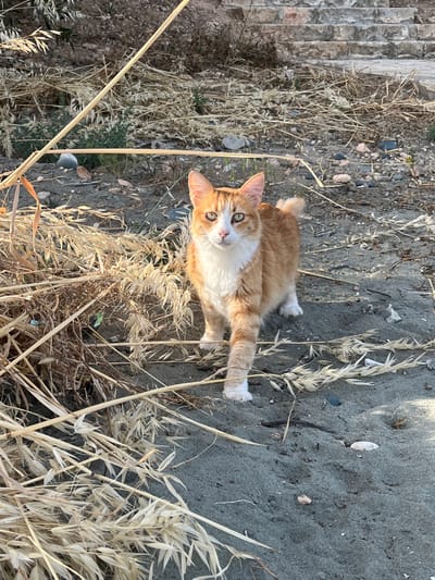 The image shows a ginger and white cat lying on sandy soil in an outdoor setting. The cat is facing the camera, with its body oriented diagonally in the frame. Dry vegetation, including stems and feathery plants, surrounds the cat. A stone structure, possibly a set of stairs, is visible in the background to the left. The location is believed to be Germasogeia, Cyprus.