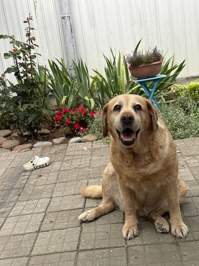 A light brown dog sits on a paved area in front of a white corrugated metal fence. The dog is looking towards the camera with its mouth open. To the left of the dog, there is a single white Crocs shoe with the word "crocs" visible on the side. In the background, there are various plants and flowers, including a rose bush and a potted plant with small purple flowers on a blue stand. The scene appears to be an outdoor setting, possibly a backyard or patio.