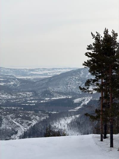 This image presents a wide, elevated view of a snow-covered mountainous landscape in Novoabzakovo, Russia, under an overcast sky. The foreground features a smooth, groomed expanse of white snow, consistent with a winter trail or ski slope, occupying the lower third of the frame. To the right, several tall, dark green coniferous trees, specifically pine trees with visible bark and branches, stand vertically, partially framing the scene.

Beyond the foreground, the midground and background consist of numerous undulating mountain ridges and valleys. These landforms are largely blanketed in snow, which appears lighter on open slopes and darker where forested areas remain. Patches of lighter snow indicate areas of clear-cutting or less dense vegetation on some slopes. The valleys contain dense stands of trees, many appearing bare, consistent with a winter deciduous forest, interspersed with conifers. In the distant background, the snow-covered terrain fades into a hazy, pale grey horizon, blending with the uniform, light grey sky above. No individuals, animals, or artificial structures are discernible within the visible landscape.