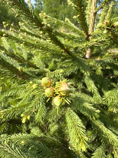 The image shows a close-up of a spruce tree branch with young cones, likely taken in daylight. The needles are a vibrant green, and the cones are a mix of green and brown. The background is blurred, suggesting a shallow depth of field, but appears to be greenery and perhaps a glimpse of the sky. The image doesn't contain any information to indicate a specific location in Krasnoobsk, Russia. The details are limited to the tree branch and surrounding foliage. There are no people, specific objects, or interactions visible.