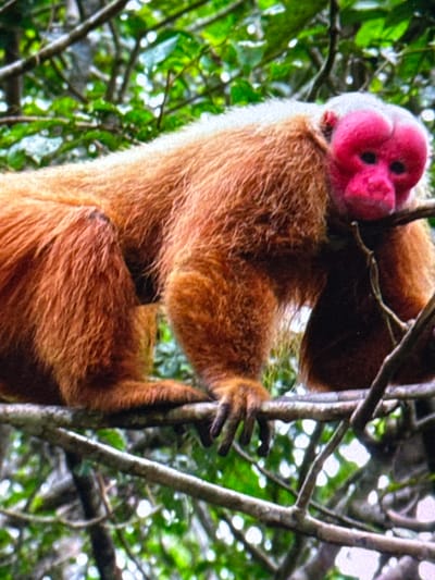 A uakari monkey with a bright red face and coppery fur is perched on a tree branch in a dense forest. The monkey's fur is a vibrant orange-brown, and its face is a striking contrast of vivid red. Its dark eyes are visible against its red facial skin. The monkey's limbs are visible, with its hands gripping the branch. The background consists of lush green foliage, with sunlight filtering through the leaves, creating a dappled effect. The overall scene is a close-up of the animal in its natural habitat.