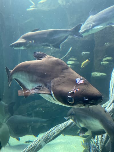 This image depicts an underwater scene within an aquarium in the city of Les Meravelles, Spain. The foreground features a large, dark-bodied freshwater fish, likely a type of pangasius catfish, swimming slightly towards the right and viewer. This fish presents a distinct injury or lesion on its head, located above and slightly forward of its right eye, manifesting as a pinkish-white epidermal abrasion with reddish highlights. Its body is dark grey-brown dorsally, fading to a lighter tone ventrally. Several other fish of the same species are visible in the midground and background, swimming at various orientations. A solitary small, yellowish fish is present in the mid-right background. The submerged environment includes rock formations and a gnarled piece of driftwood or root structure in the lower right. The water appears clear, showing minor particulates, under diffused lighting conditions. No human subjects are present.