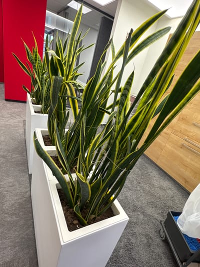 In an indoor environment, likely an office or commercial space, a series of tall, potted snake plants are arranged in a row. The plants are housed in white, rectangular planters. The foliage of the snake plants is variegated with dark green and yellow stripes, and some of the leaves are tied with thin string. The floor is carpeted with a gray, textured material. In the background, a bright red wall is visible to the left, and wooden cabinetry with silver handles is on the right. A cleaning cart with a white bag and blue mop heads is also present. The lighting appears to be artificial, with ceiling lights casting a bright illumination. The location is identified as Sankt Wendel, Germany.