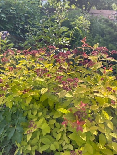 In Plodopitomnik, Russia, a close-up, eye-level view captures a vibrant garden scene bathed in sunlight. The foreground is dominated by a shrub with striking lime-green leaves and clusters of deep red flower buds. These buds are small and tightly packed, hinting at a future bloom. Interspersed among the green foliage are new leaves that have a reddish-pink hue, suggesting new growth.
To the left of the shrub, a single, delicate purple flower hangs down, its petals slightly wilted. Further back, the garden extends with a variety of plants, including taller, leafy green shrubs and the soft, out-of-focus shapes of trees and other foliage. The background is a blur of green and dappled sunlight, indicating a natural outdoor setting. The overall impression is one of lush, healthy plant life in a sun-drenched environment.