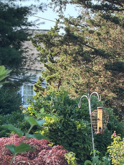 This image captures a sun-dappled backyard scene, likely in the Town of Southold, United States of America. A white house with a grey shingled roof and a grid-paned window is partially visible through dense foliage. A bird feeder, constructed from metal wire with a yellow reservoir, hangs from a curved metal stand amidst lush greenery. The foreground features vibrant red foliage, possibly from a Japanese maple, contrasted with the bright green leaves of other plants. The overall impression is one of a well-maintained garden setting, blending natural elements with man-made structures.