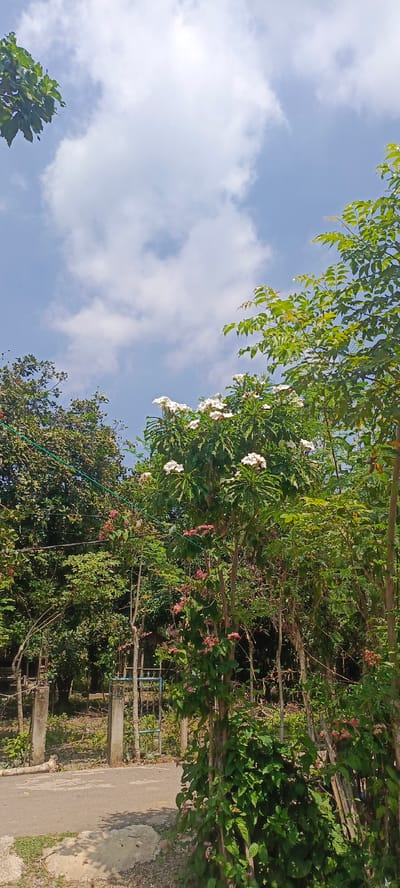 A low-angle, vertical, medium shot captures a lush outdoor scene under a partly cloudy sky, likely in Meunasahmesjid, Indonesia. In the foreground, a paved pathway curves to the left, bordered by dry, rocky ground on the left and greener vegetation on the right. A rustic wooden fence, partially covered by climbing vines with small pink blossoms, stands to the right. Behind the fence, a light blue, ornate metal gate is visible, flanked by two concrete pillars. The middle ground is dominated by dense foliage of various trees and plants. Prominently featured is a tree with clusters of white flowers. To the left, another tree has smaller, pink flowers and dark red berries. The background consists of a dense, green forest canopy under a bright blue sky with scattered white clouds. The overall impression is of a verdant, natural setting with a touch of rustic man-made elements. There are no people or animals present in the image.