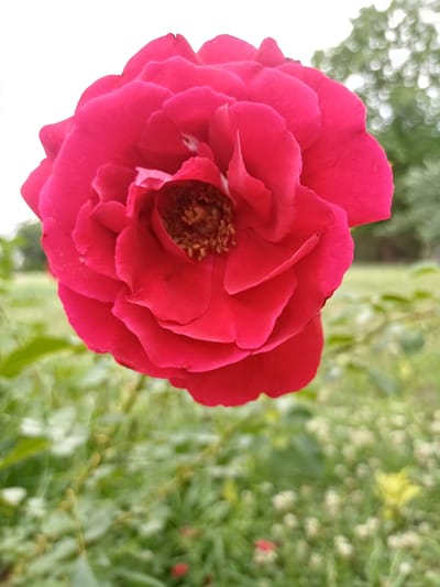 A close-up, low-angle, portrait-oriented shot captures a vibrant, fully bloomed fuchsia rose in the foreground. The rose's petals are layered and slightly ruffled, with a darker, reddish-brown stamen visible in the center. The background is softly blurred, indicating a shallow depth of field. To the left, a patch of green grass and foliage is visible, with a hint of a lighter green, out-of-focus tree canopy at the top. To the right, the background continues with blurred green foliage and some small, white and yellow out-of-focus blooms. The overall lighting is soft and natural. The image appears to be taken outdoors, likely in a garden or park setting, possibly in the city of Sulymivka, Ukraine, based on the information provided. There are no people, animals, or visible actions or interactions depicted in the image.