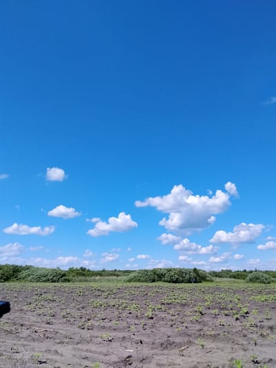 In Matyashivka, Ukraine, a wide expanse of newly tilled earth stretches across the foreground, dotted with rows of young green sprouts, indicating a recently planted field. The soil appears dark and somewhat uneven, with visible furrows from agricultural machinery. In the mid-ground, a dense line of lush green foliage forms a natural horizon, composed of trees and shrubs. Above this verdant border, a vast, clear blue sky dominates the upper portion of the image. Scattered across the sky are several fluffy white cumulus clouds, casting subtle shadows and adding depth to the scene. The overall impression is one of a rural landscape under a bright, sunny sky, suggesting agricultural activity and a thriving natural environment.