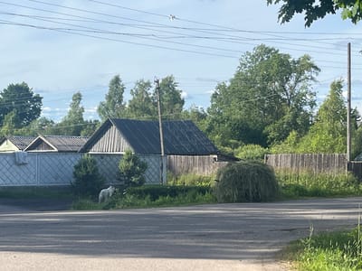 The image depicts a rural scene in Серебрянский, Russia, under a partly cloudy sky. In the foreground, a paved road casts shadows from overhead power lines. To the left, a white dog stands near lush green grass and a small evergreen tree. Behind the dog is a low, light-colored fence with a diamond pattern, leading to a section of a wooden fence. Several houses with dark, sloped roofs are visible behind the fence. In the mid-ground, a large, round bale of hay sits to the right of a wooden fence. The background is filled with dense green trees and vegetation. Overhead, power lines crisscross the sky, and a bird is visible in flight.