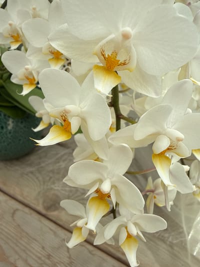 A cluster of white orchids with yellow and orange centers are displayed on a wooden surface. The orchids are arranged in a cascading fashion, with some flowers in sharp focus and others softly blurred in the background. The wooden surface appears to be a table or floor with visible grain patterns. A dark green decorative pot is partially visible on the left side of the image. The scene is indoors, likely in a home or floral shop in Fritzlar, Germany.