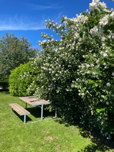 The image depicts a picnic table and bench set in a grassy area beside a large, flowering bush on a sunny day. The picnic table is made of wood with a metal frame. The bench is also made of wood and sits next to the table. The bush is covered in small white flowers and is lush and green. In the background, there are trees and a clear blue sky with some wispy clouds. The scene appears to be in an outdoor public space, likely a park or garden. The specific location in Horsens, Denmark, is not identifiable from the image alone.