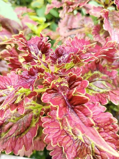 A vibrant close-up showcases Coleus plants featuring ruffled, jagged leaf edges rimmed with a striking yellow hue. The leaves exhibit a blend of deep maroon, burgundy, and shades of pink, adorned with patterned veins and green patches. The plants are densely packed, creating a textured display. Light glistens on the leaves, possibly indicating moisture or dew.