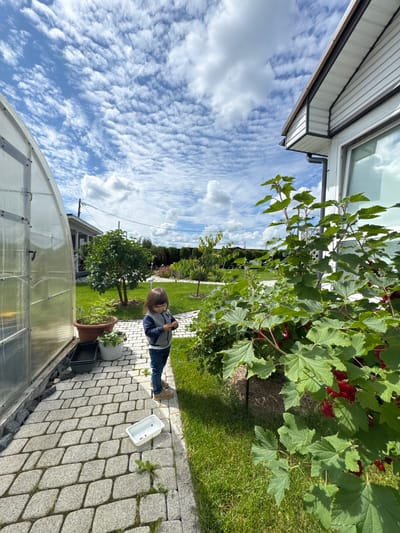 A young child stands on a paved pathway in a backyard garden in Oliki, Russia. The child, wearing a grey zip-up hoodie, blue jeans, and tan shoes, is looking down at their hands. To the left of the child is a translucent greenhouse with a curved roof. In front of the greenhouse are two potted plants, one a terracotta pot with a green plant, and a black plastic tray. To the right of the child is a lush green bush with red berries. Beyond the child and the bush is a manicured lawn and other garden elements, including trees and flowering plants. In the background, a white house with a brown-trimmed roof is visible. The sky is blue with scattered white, puffy clouds. A white plastic container with a few red berries is on the pathway in front of the child.