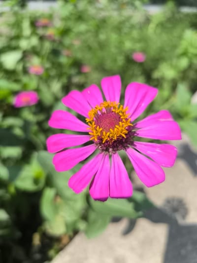 A close-up, eye-level shot shows a vibrant pink zinnia flower in focus in the foreground. The flower has numerous bright pink petals radiating outwards and a central disc of bright yellow stamens. The background is a blur of green foliage, with several other pink flowers also out of focus, suggesting a garden setting. The lighting indicates a sunny day, casting a shadow to the right of the flower. There are no people or animals visible in the image. The location in Katagan, Uzbekistan, is inferred from the provided context.